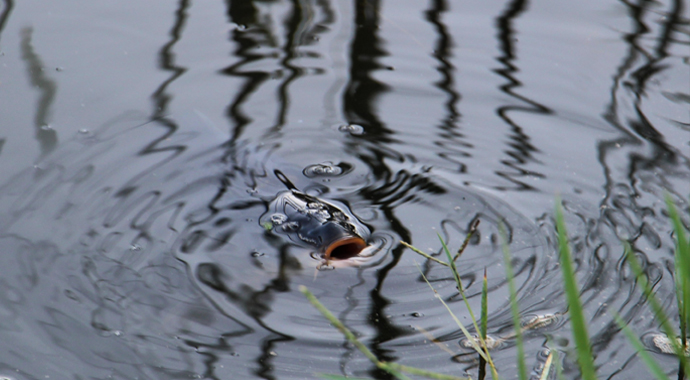 Antalya'da derede yüzlerce balık telef oldu